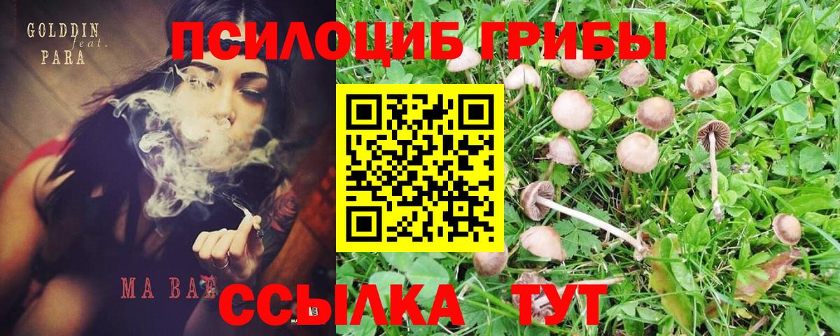 Галлюциногенные грибы Psilocybe Соликамск